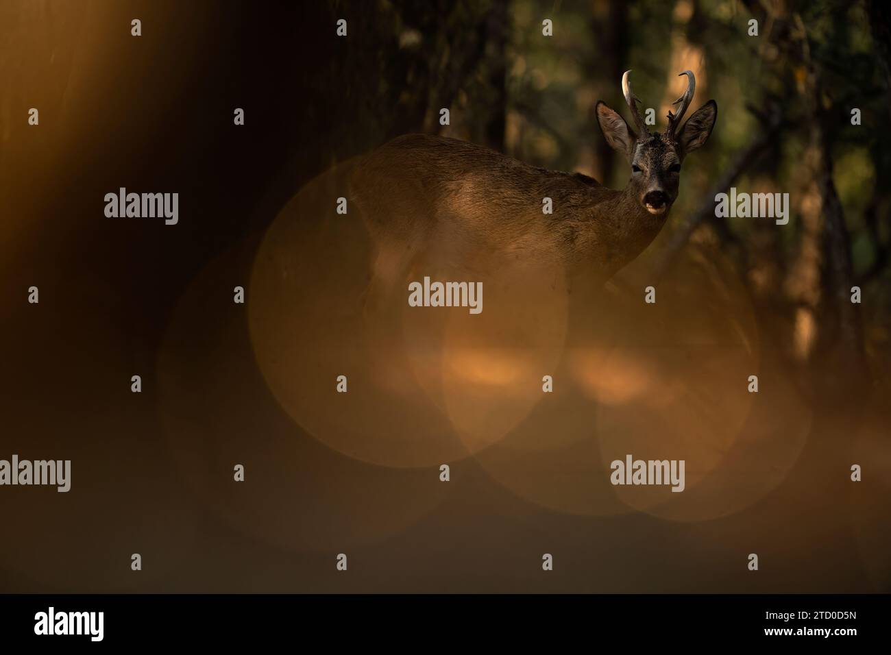 An elusive roe deer emerges through the golden haze of a dusky forest, its antlers faintly visible against the diffuse glow of twilight. Stock Photo