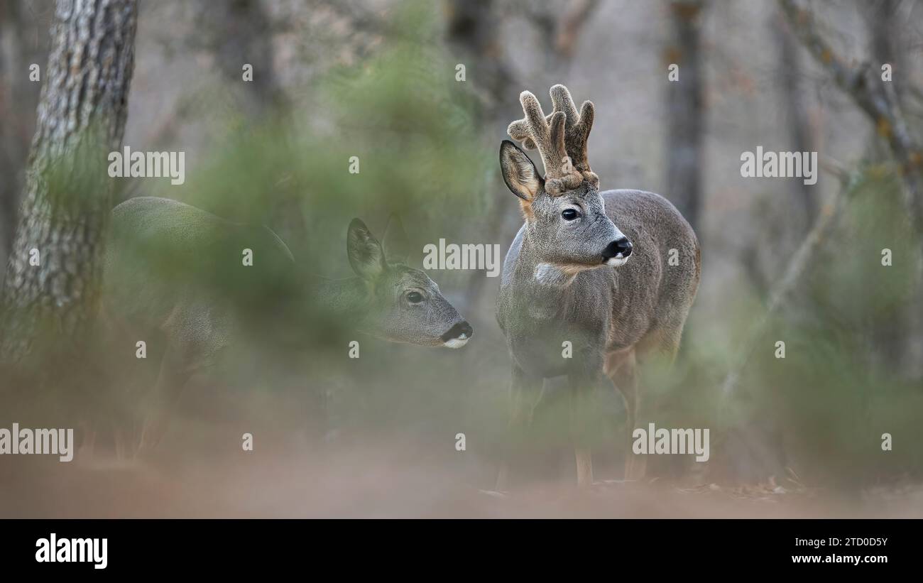 A pair of roe deer, one in focus and the other slightly obscured, blend seamlessly into a woodland backdrop. Stock Photo