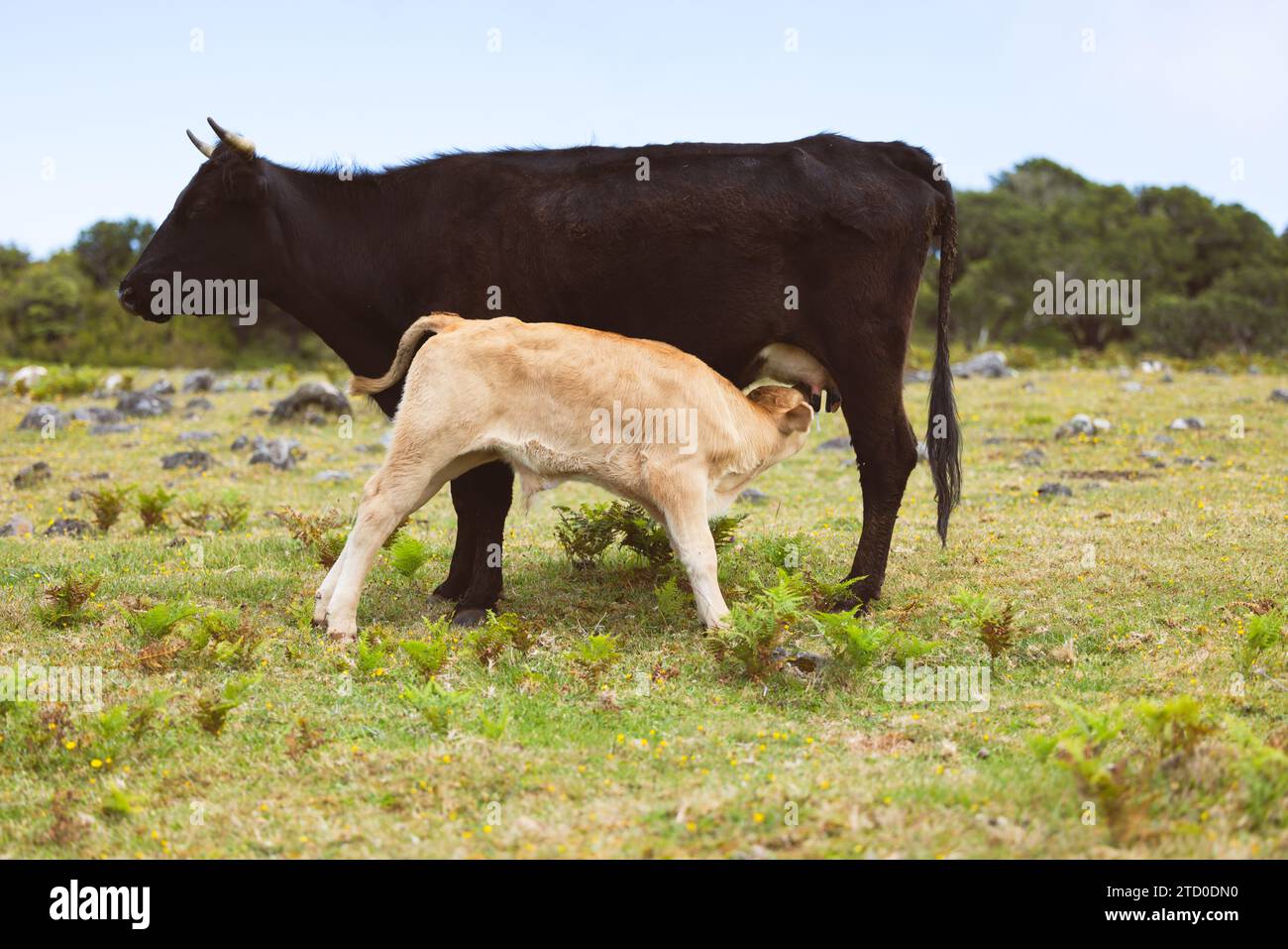 Adorable little calf drinking milk from cow's udder at grassy meadow with blurred background Stock Photo