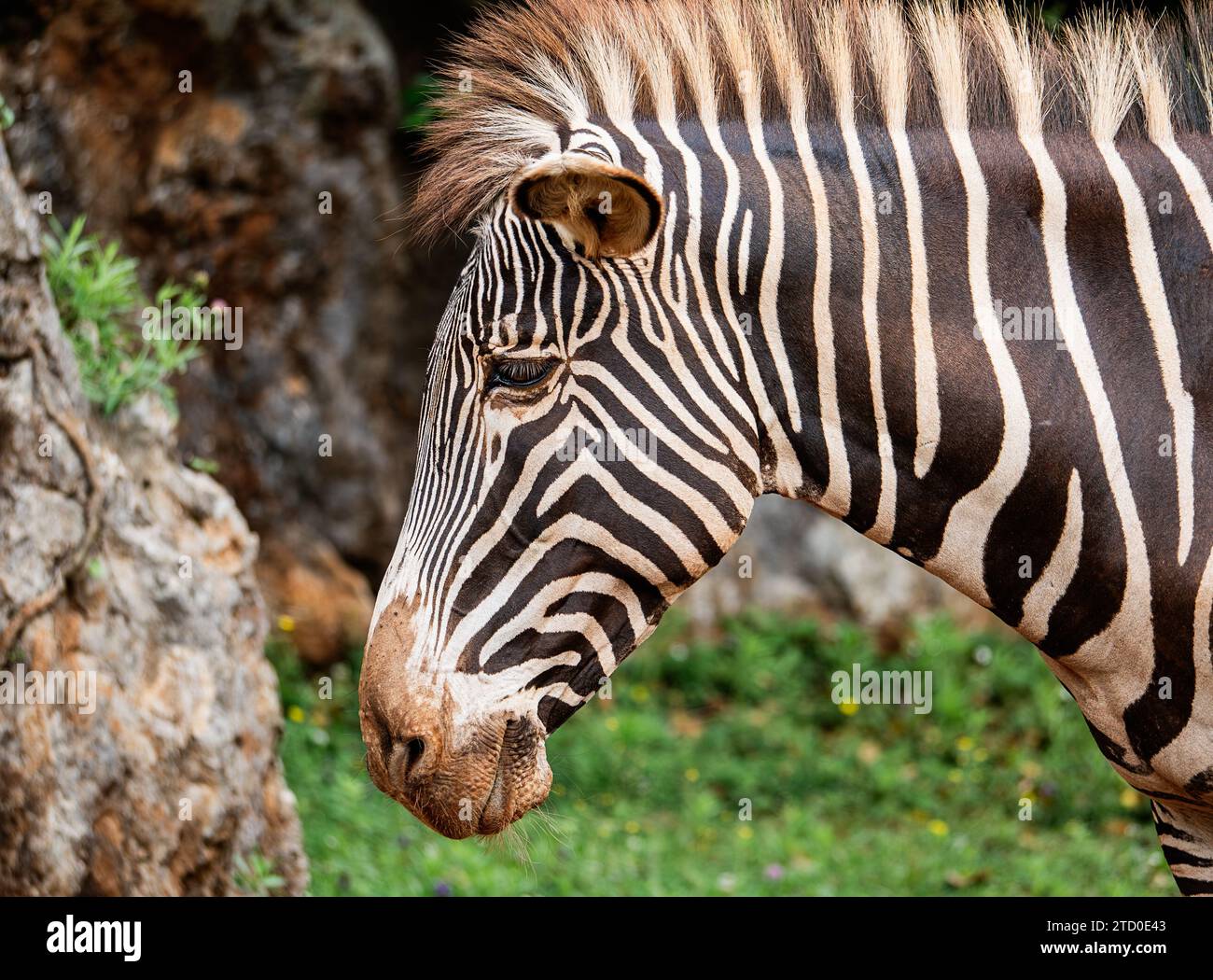 A detailed close-up shot captures the unique patterns and texture of a common zebra's face set against a soft, natural backdrop with rocks and foliage Stock Photo