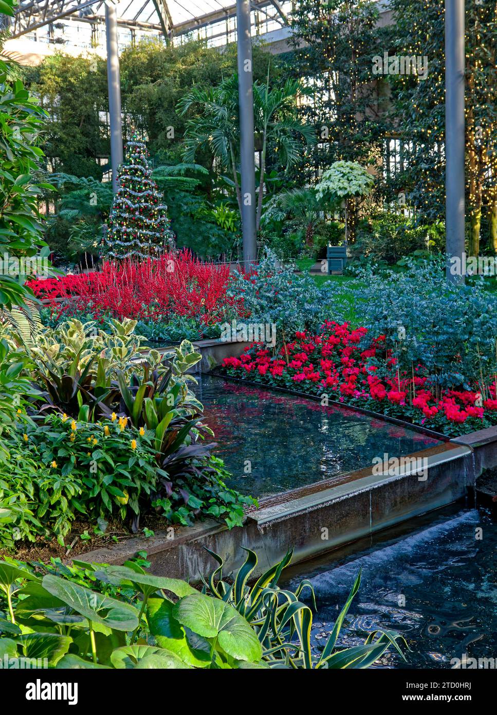decorated tree; lights, elaborate Christmas display; glass ceiling