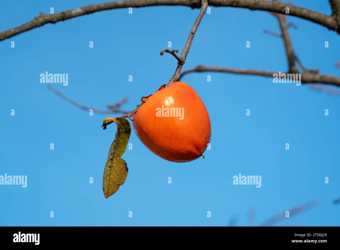 Ripe orange persimmon hanging on a tree branch, autumn harvest season concept. Stock Photo