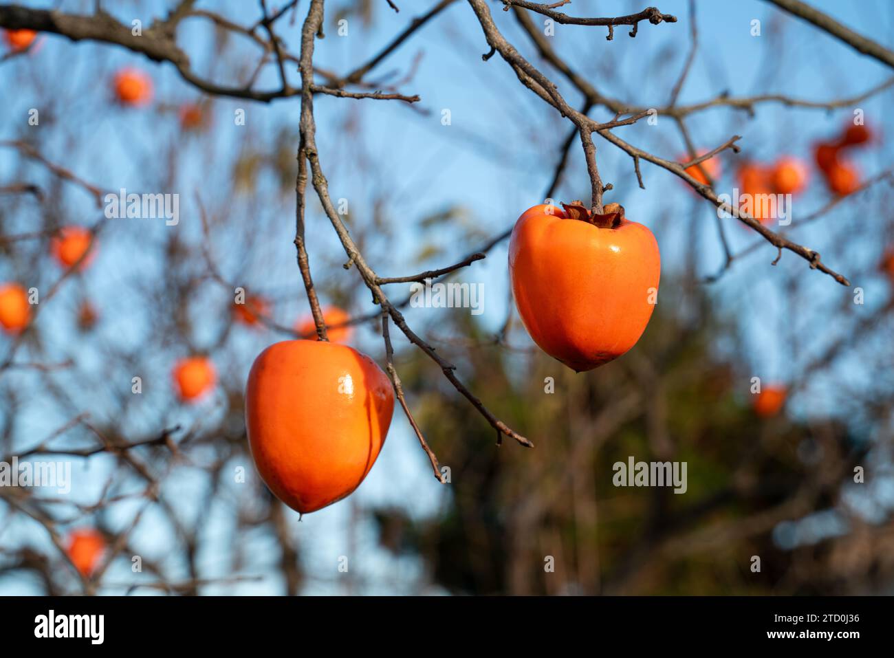 Ripe orange persimmon hanging on a tree branch, autumn harvest season concept. Stock Photo