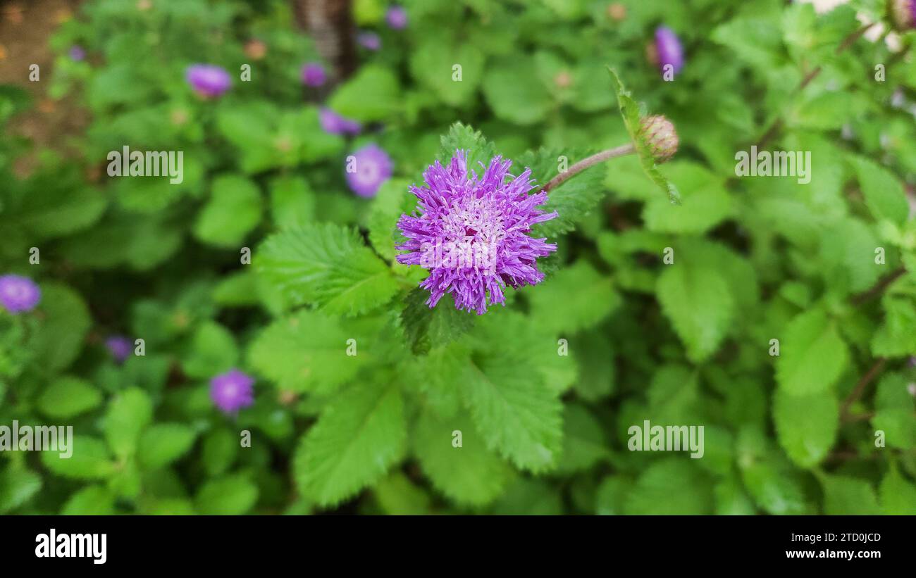 Closeup of Brazilian button flower, Centratherum, Lark daisy, creeping daisy growing fresh green background leaves Stock Photo