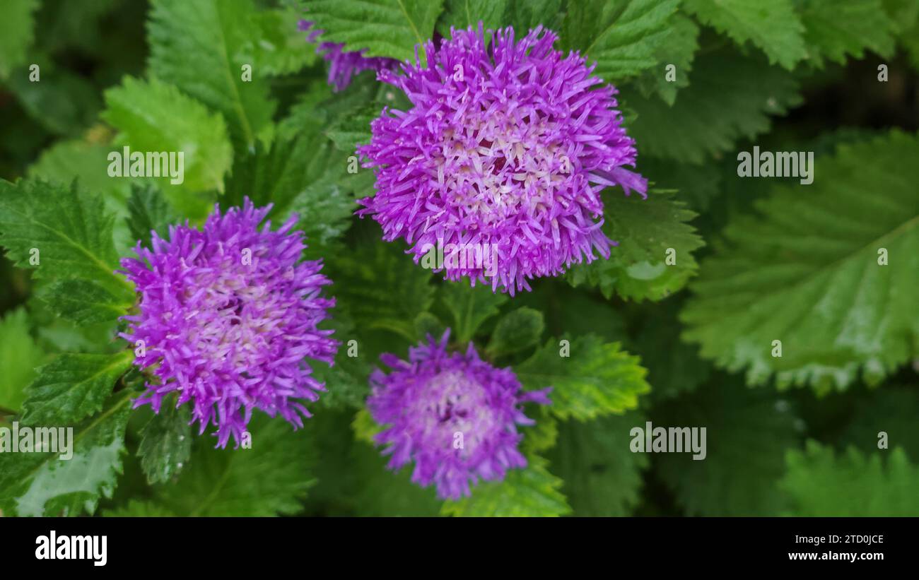Closeup of Brazilian button flower, Centratherum, Lark daisy, creeping daisy growing fresh green background leaves Stock Photo