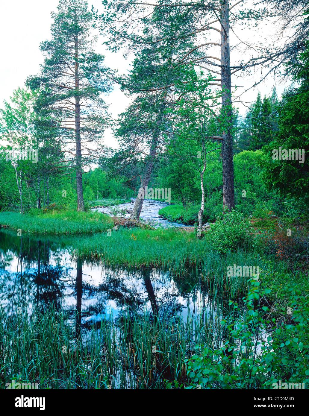 Wetland in Sweden Stock Photo