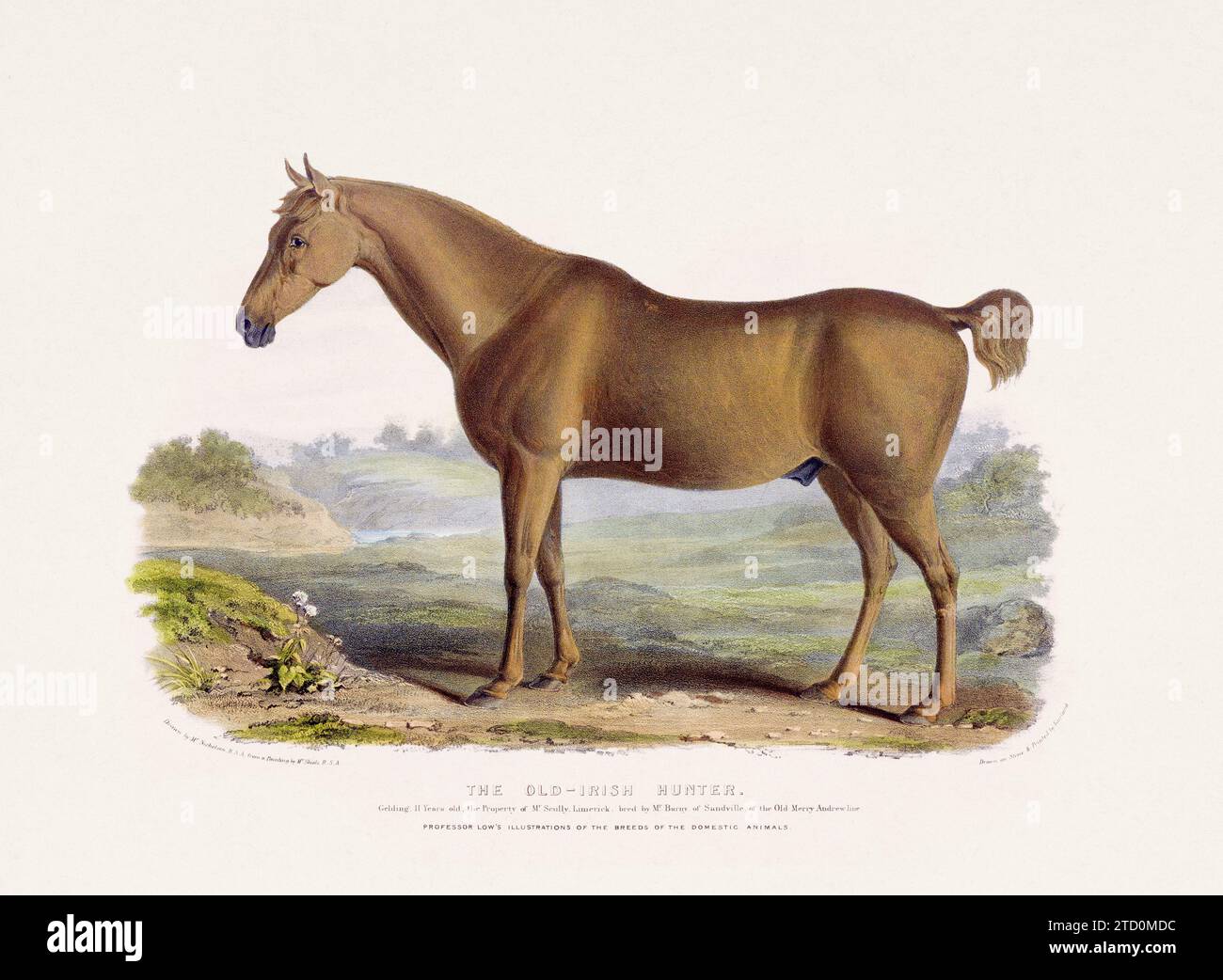 Vintage Horse illustration from a mid-19th-century book on domestic animal breeds. Stock Photo