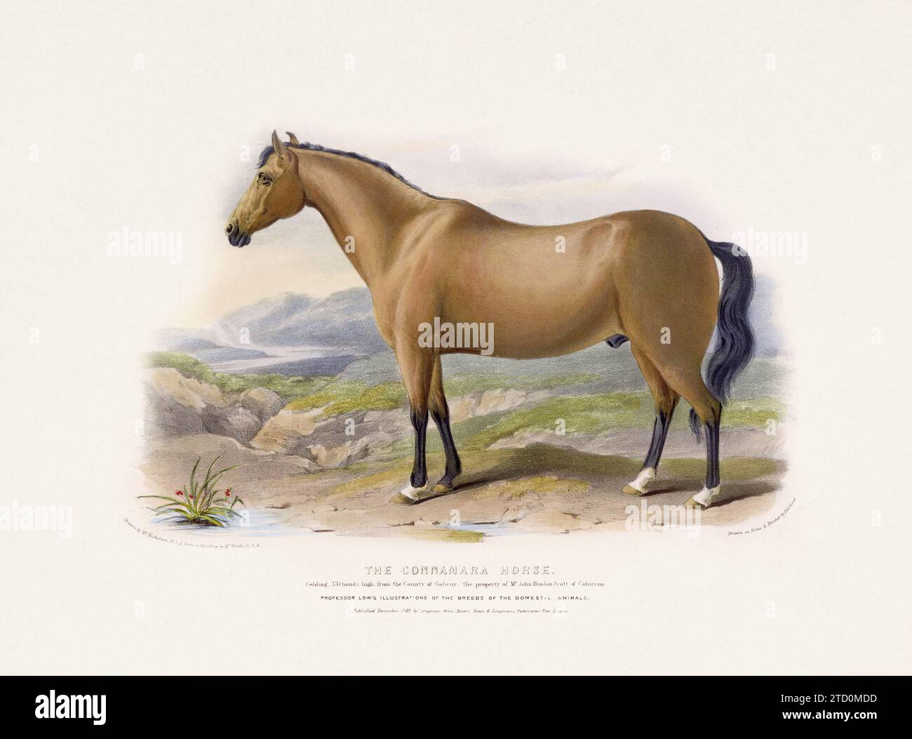 Vintage Horse illustration from a mid-19th-century book on domestic animal breeds. Stock Photo