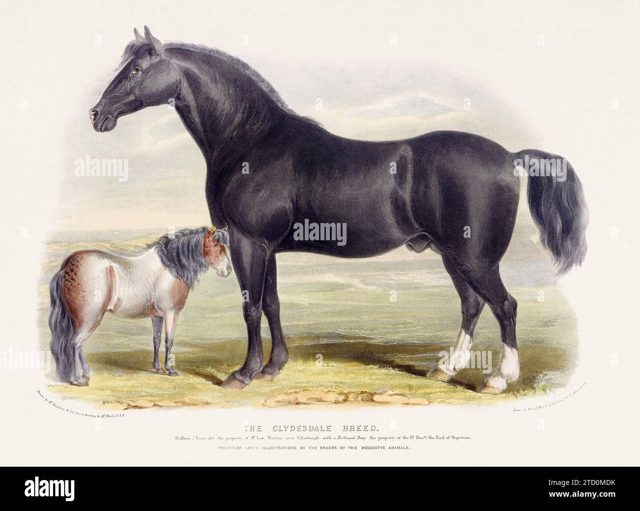 Vintage Horse illustration from a mid-19th-century book on domestic animal breeds. Stock Photo
