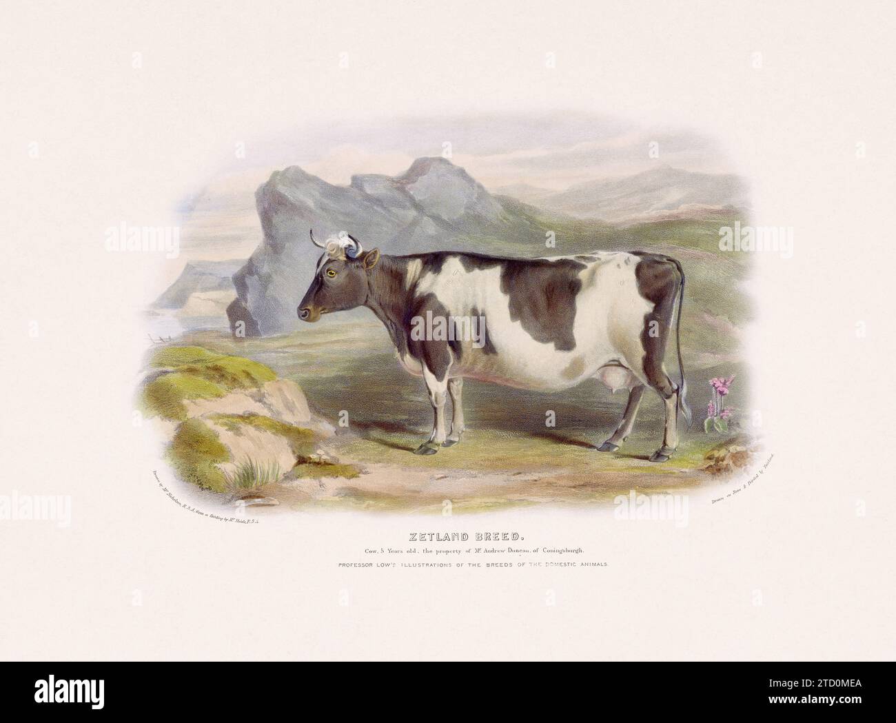 Vintage Cow illustration from a mid-19th-century book on domestic animal breeds. Stock Photo