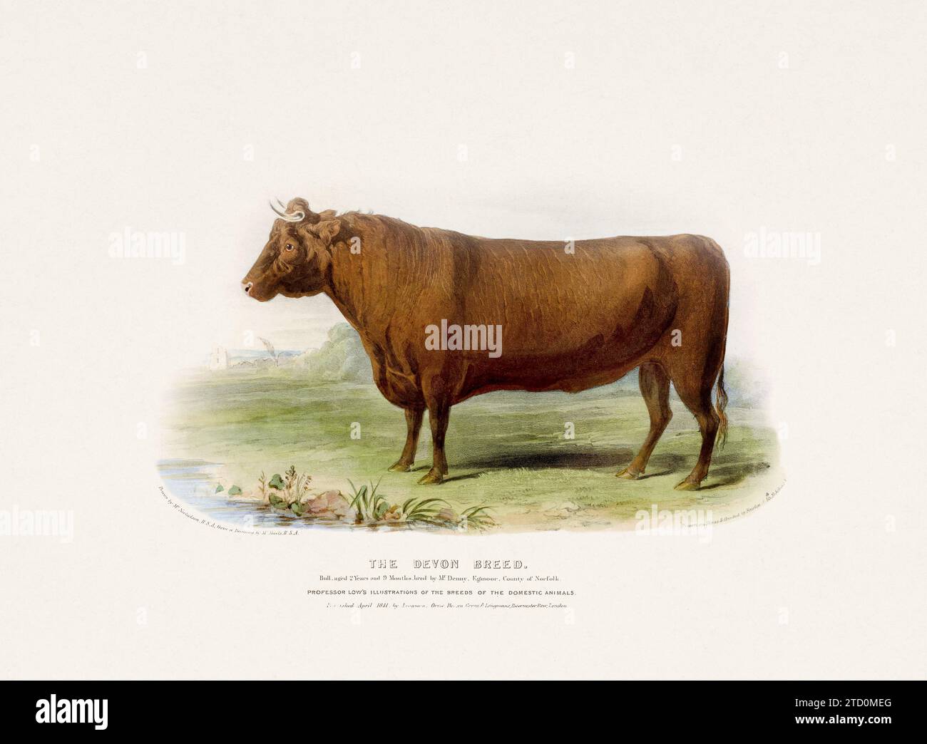 Vintage Cow illustration from a mid-19th-century book on domestic animal breeds. Stock Photo