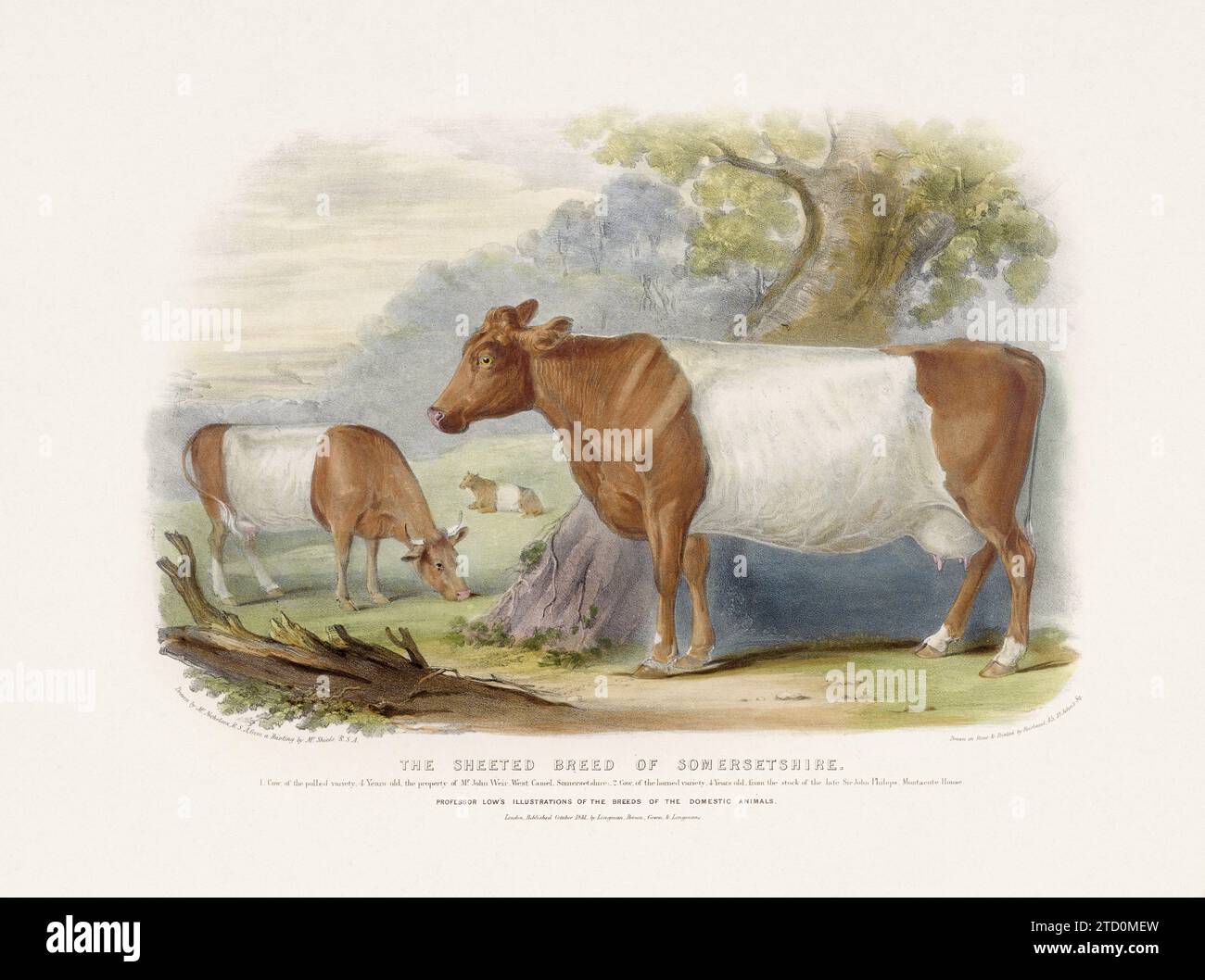 Vintage Cow illustration from a mid-19th-century book on domestic animal breeds. Stock Photo