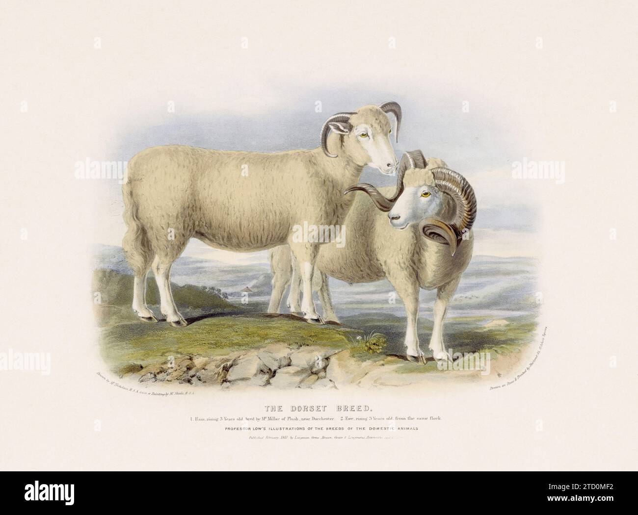 Vintage Sheep illustration from a mid-19th-century book on domestic animal breeds. Stock Photo