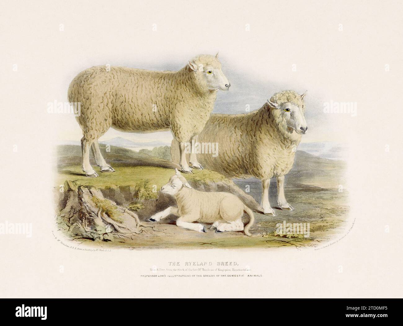 Vintage Sheep illustration from a mid-19th-century book on domestic animal breeds. Stock Photo