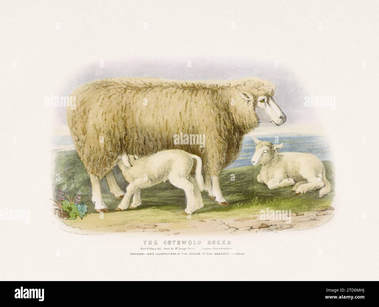 Vintage Sheep illustration from a mid-19th-century book on domestic animal breeds. Stock Photo