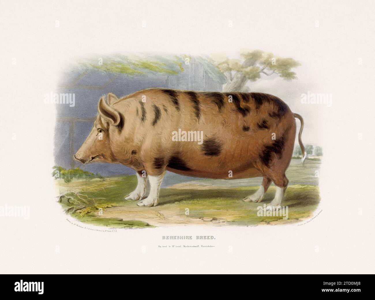 Vintage Pig illustration from a mid-19th-century book on domestic animal breeds. Stock Photo