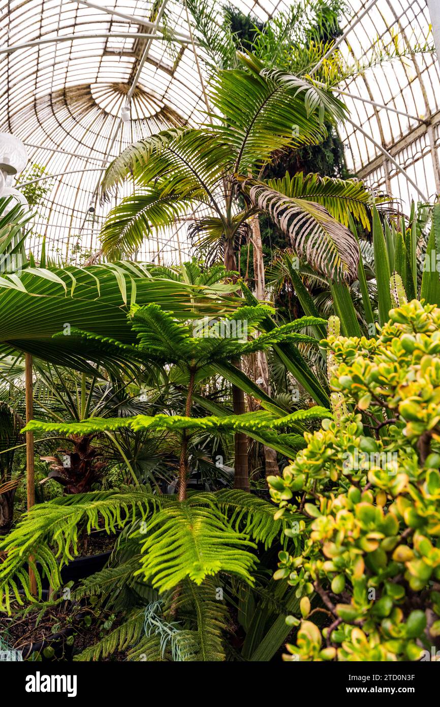 Interior of the Palm House, a cast iron glasshouse designed in the 19th century by Charles Lanyon, in the Botanic Gardens near Ulster Museum, Belfast Stock Photo