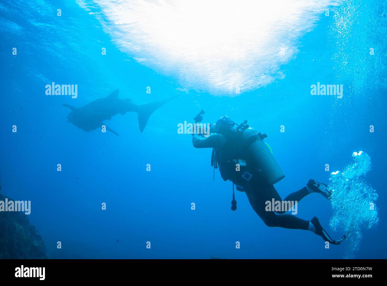 scuba diving photographer with whale shark in north andaman, Thailand Stock Photo