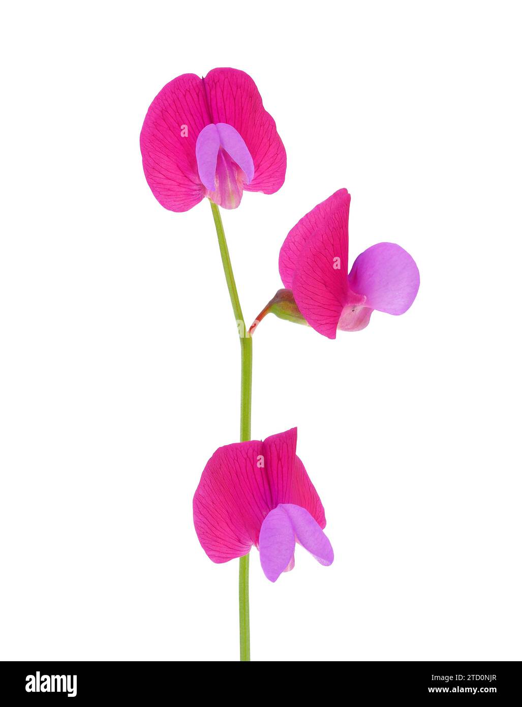 Spanish vetchling flowers isolated on white background, Lathyrus