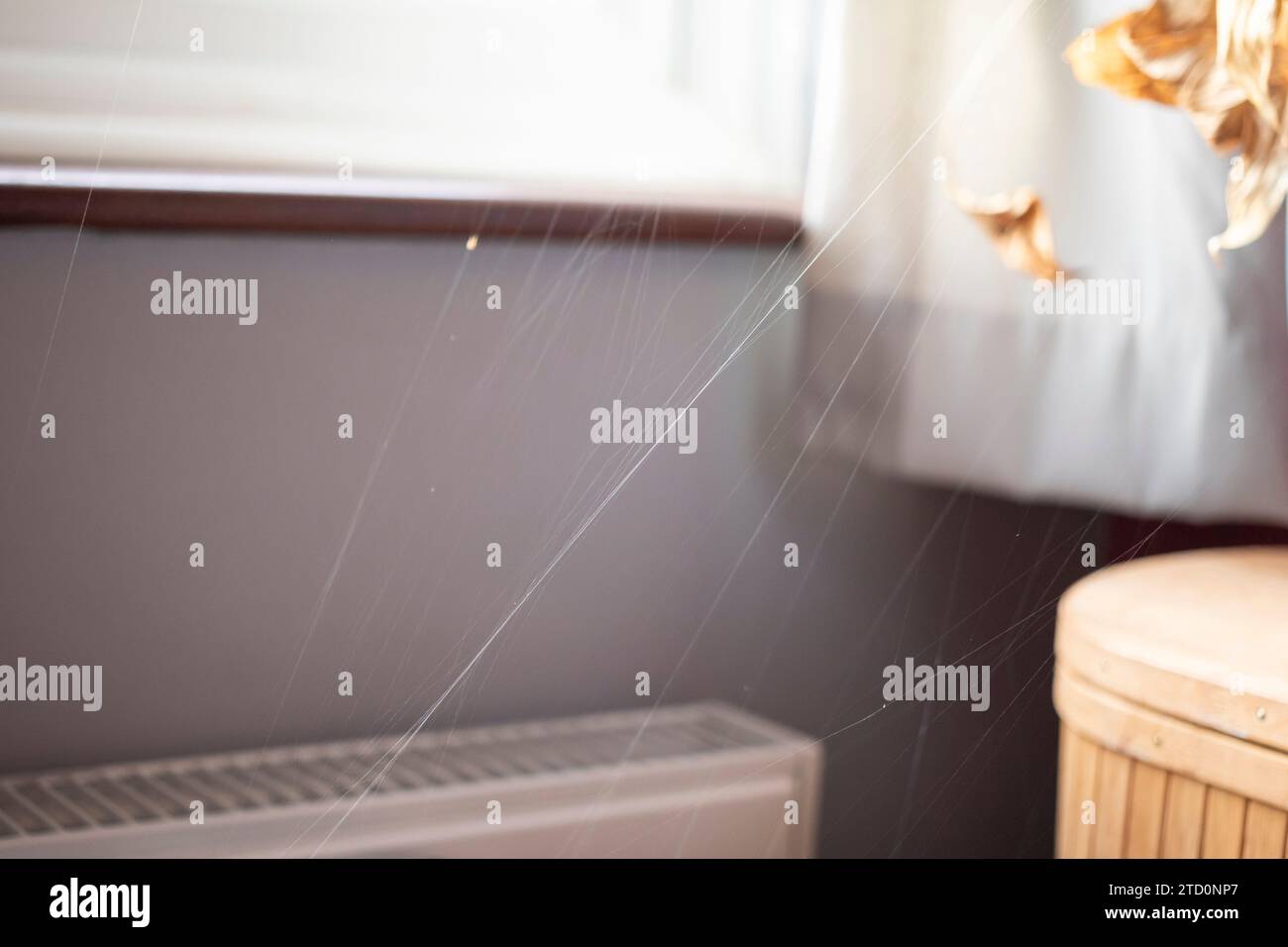 Numerous cobwebs weave an impenetrable maze in the corner of a spare bedroom Stock Photo