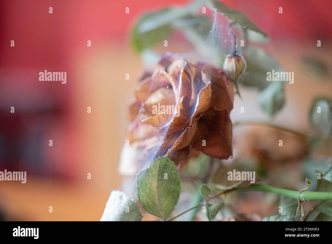 Old, dead flowers covered in beautiful, silky smooth cobwebs Stock Photo