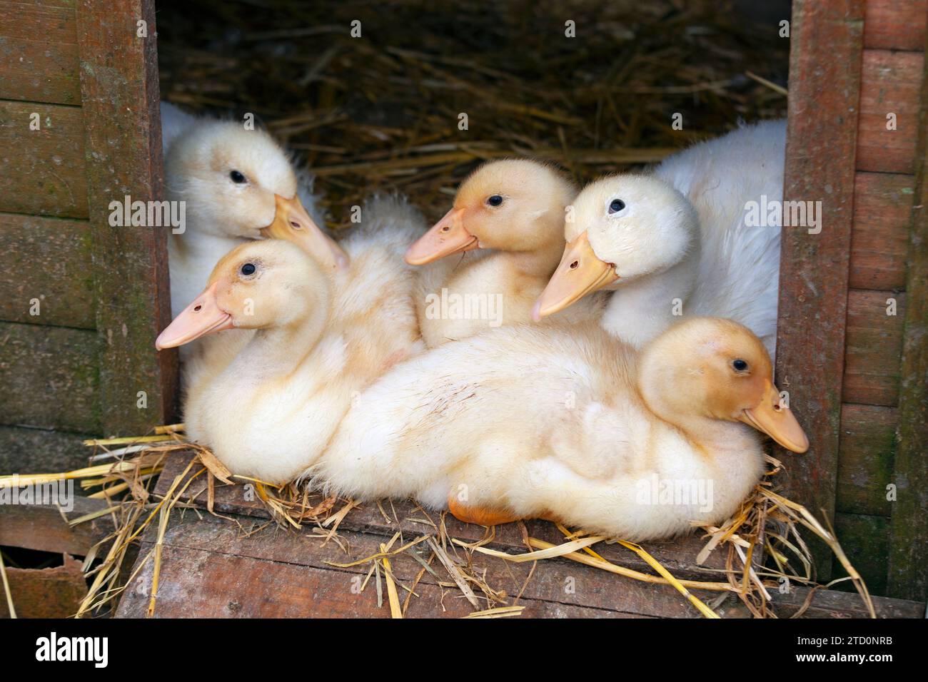 Muscovey Duck  brood of ducklings Stock Photo