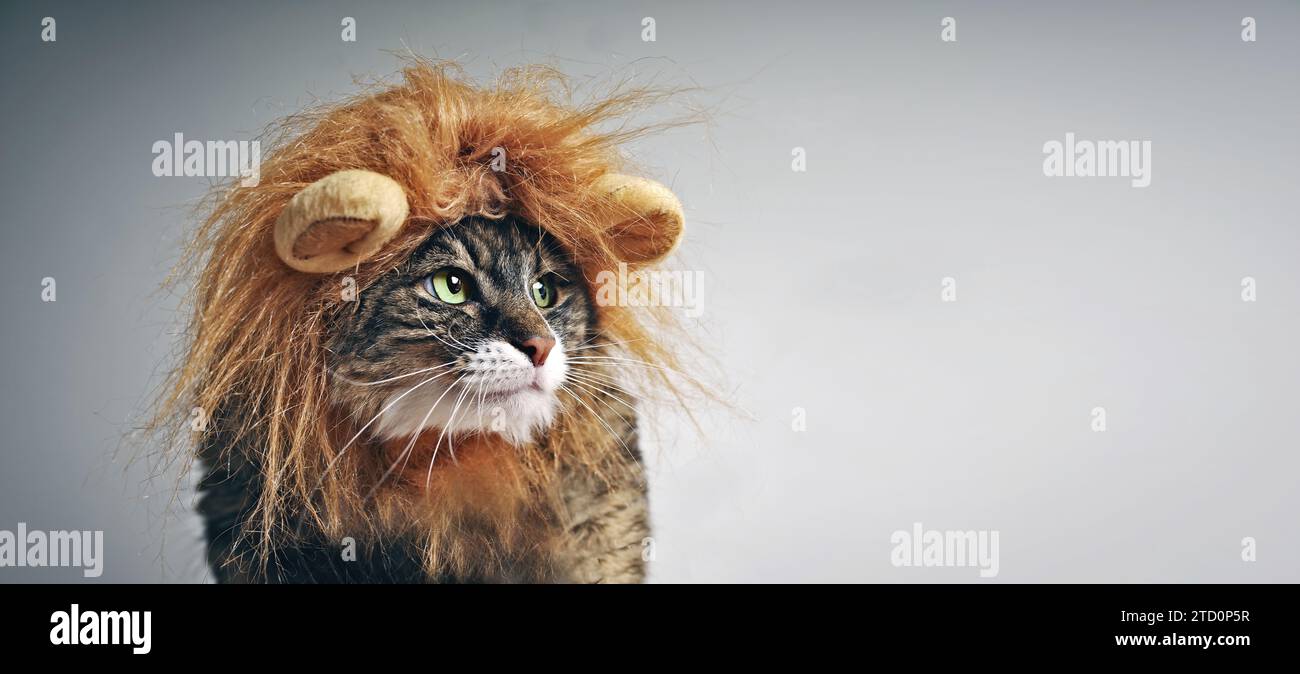 Funny maine coon cat in lion costume looking sideways. Panoramic image