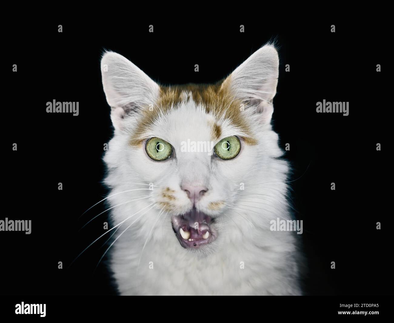 Portrait of a funny longhair cat looking surprised at camera. Stock Photo
