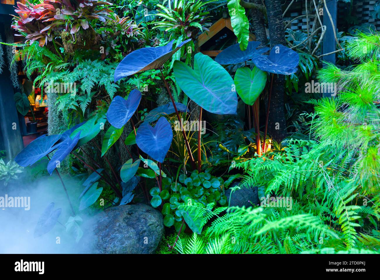 Dark tropical rain forest garden with the morning mist Stock Photo