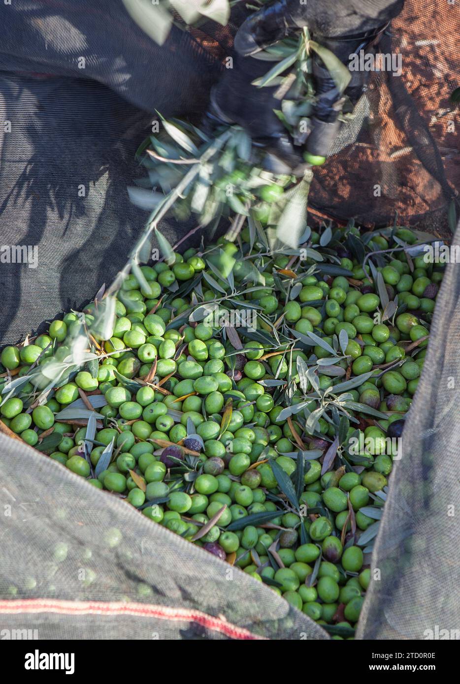 Day laborer remove branches from olives collection net. Table olives harvest season scene Stock Photo