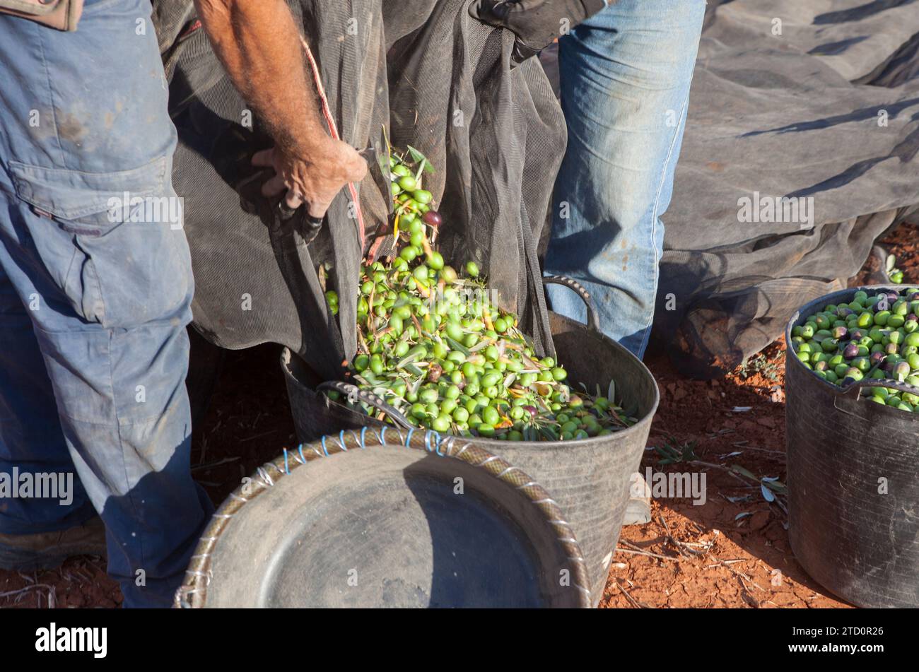 Day laborers transfers olives from collection net to the harvesting bucket. Table olives harvest season scene Stock Photo