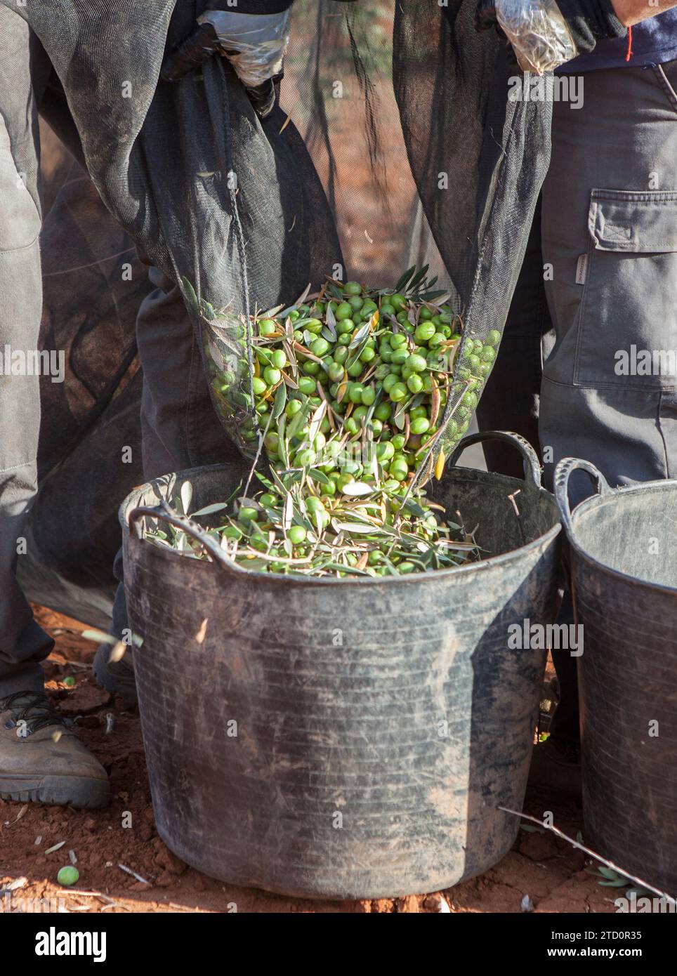 Laborers couple transfers olives from collection net to the harvesting bucket. Table olives harvest season scene Stock Photo