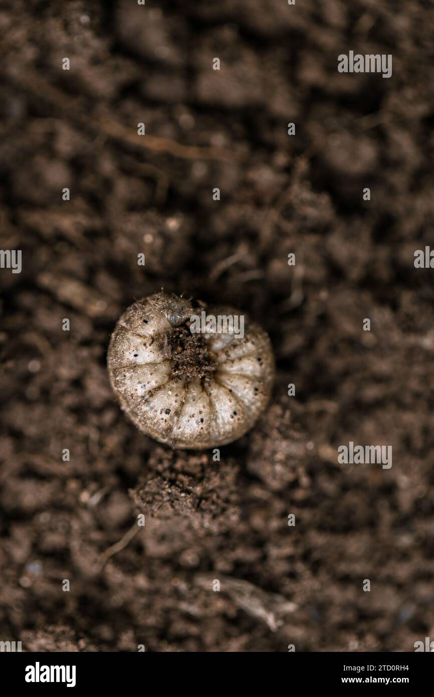 Winter pest insect pest Agrotis segetum Stock Photo - Alamy