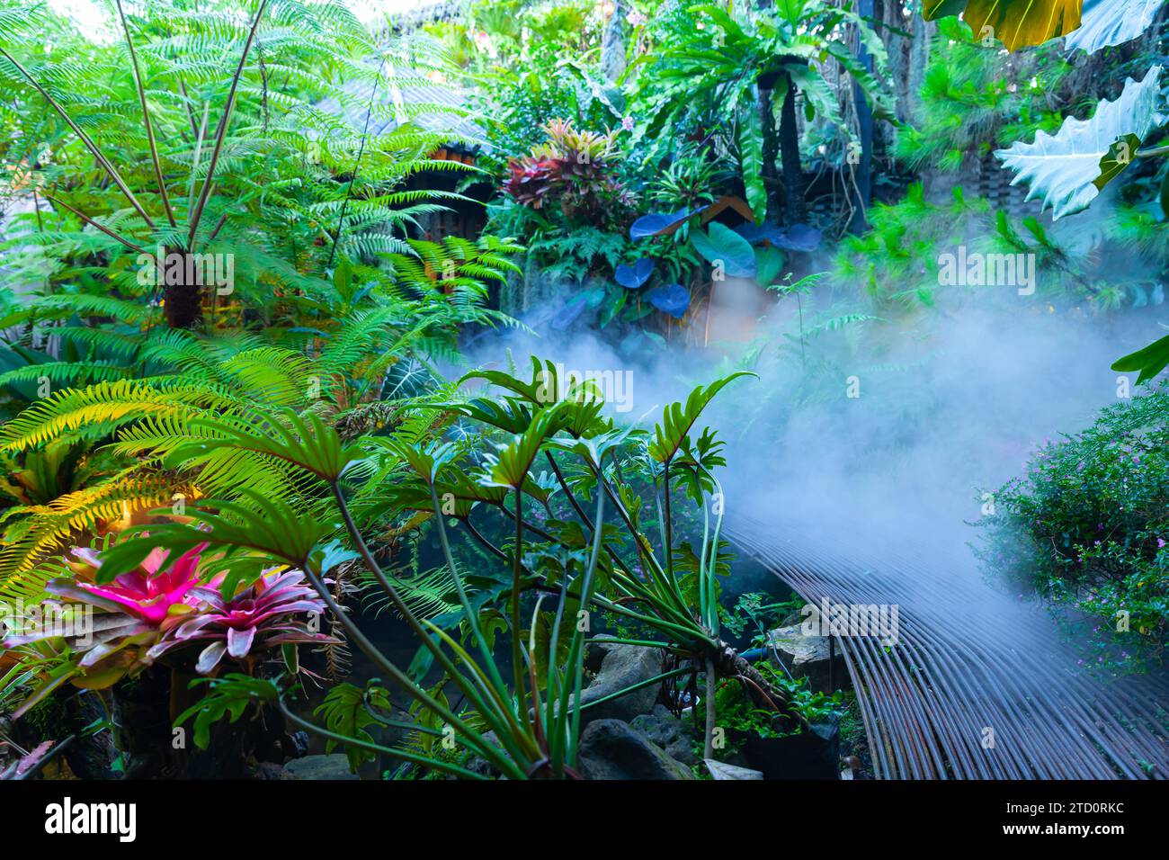 Dark tropical rain forest garden with the morning mist Stock Photo