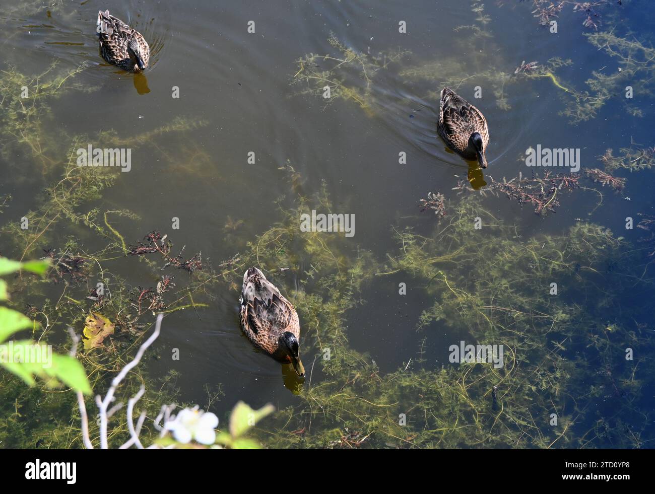 ducks, kentwell hall pond Stock Photo