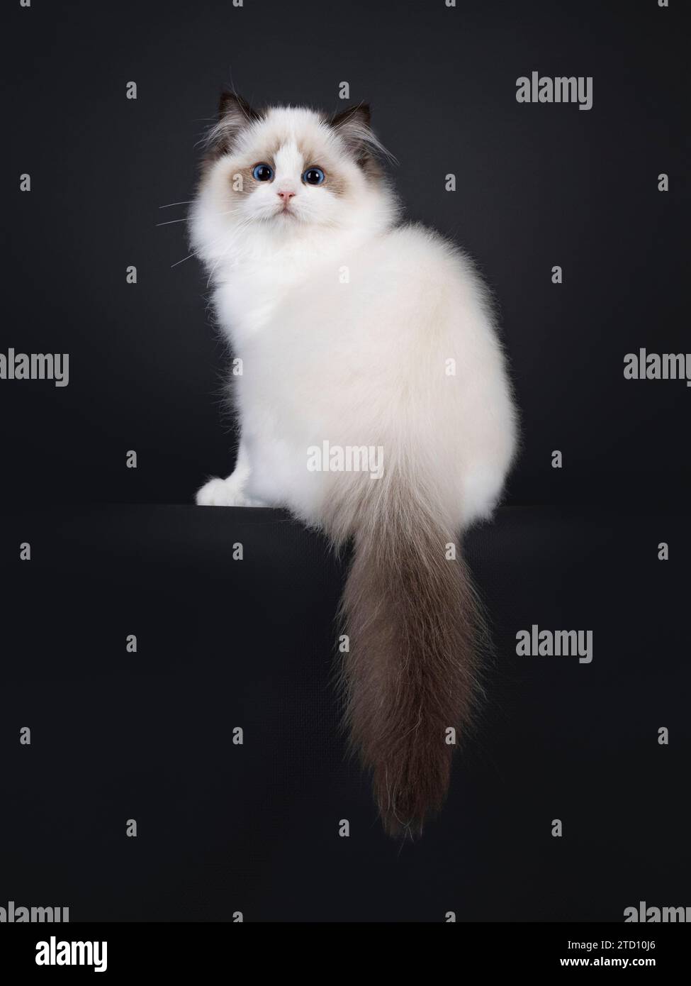 Pretty seal bicolored Ragdoll cat kitten, sitting backwards on edge. Looking over shoulder towards camera with deep blue eyes. Isolated on a black bac Stock Photo