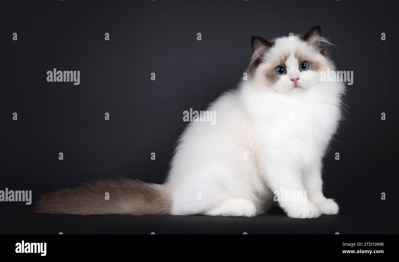 Pretty seal bicolored Ragdoll cat kitten, sitting bside ways. Looking towards camera with deep blue eyes. Isolated on a black background. Stock Photo