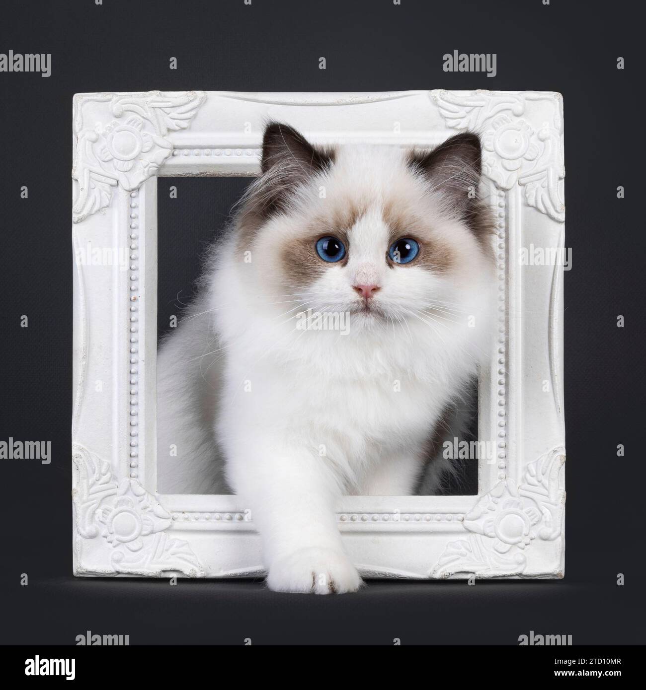 Pretty seal bicolored Ragdoll cat kitten, standing through white picture frame. Looking towards camera with deep blue eyes. Isolated on a black backgr Stock Photo