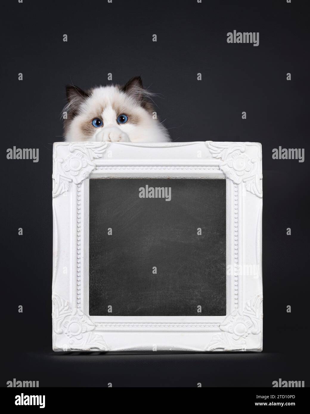 Pretty seal bicolored Ragdoll cat kitten, standing behind with blackboard filled  white picture frame. Looking towards camera with deep blue eyes. Iso Stock Photo