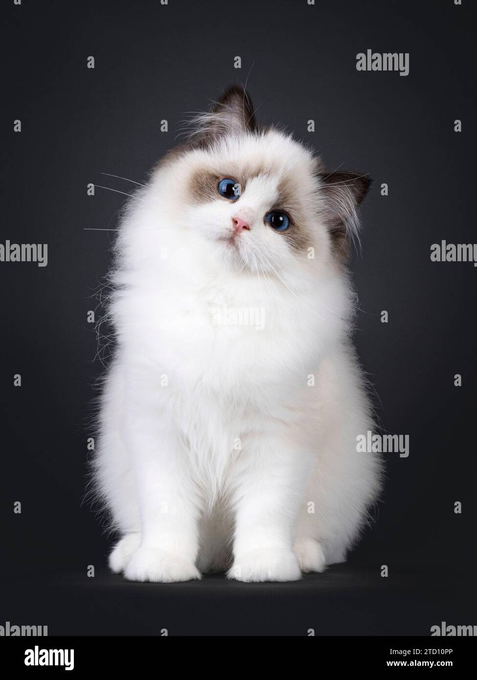 Pretty seal bicolored Ragdoll cat kitten, sitting up facing front. Looking towards camera with deep blue eyes and cute head tilt. Isolated on a black Stock Photo