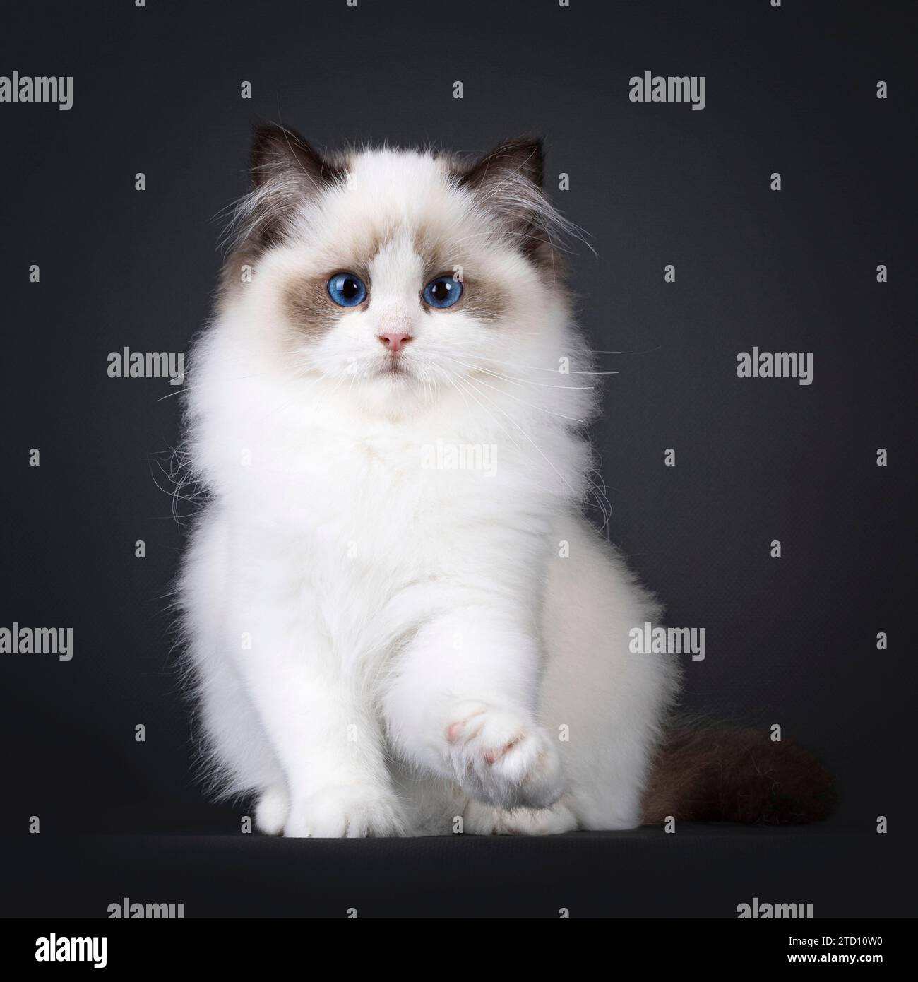 Pretty seal bicolored Ragdoll cat kitten, sitting up facing front with front paw ready to push something off surface. Looking towards camera with deep Stock Photo