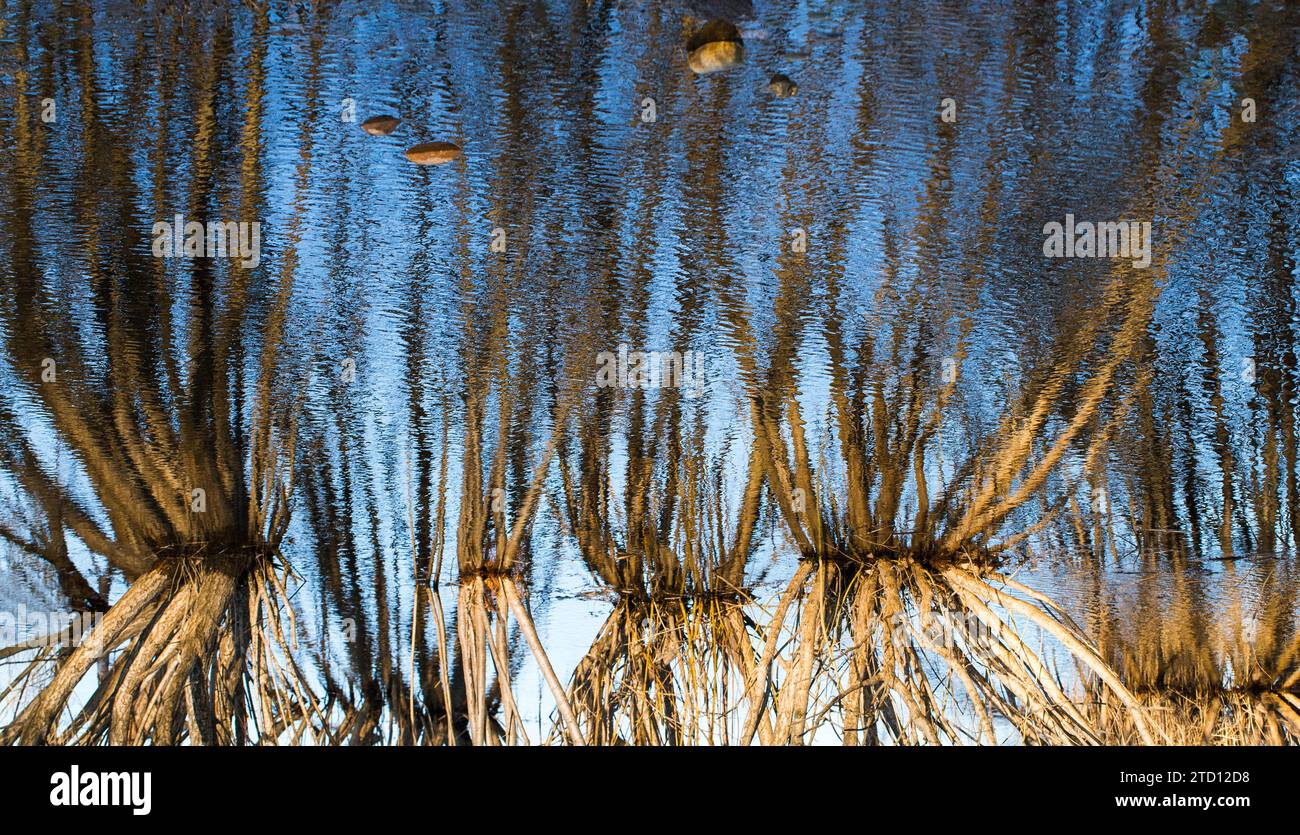 Natural abstract water background with tree trunks and shrubs reflected ...