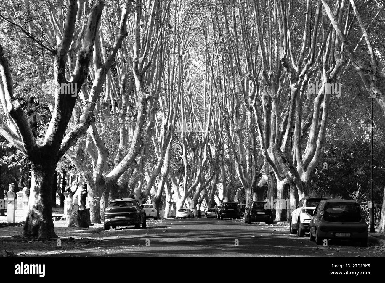 Trees on the Passeggiata del Gianicolo towards the Giuseppe Garibaldi Monument Stock Photo