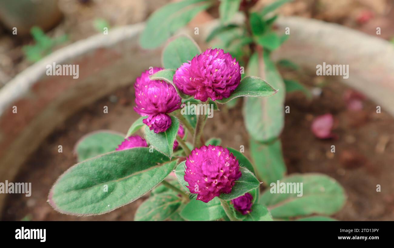 Beautiful purple Gomphrena flowering plant in pot. Gomphrena flowers