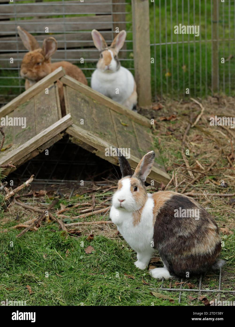 Three rabbits in their compound, Flamish Rabbit, Dutch Rabbits, Kiel, Schleswig-Holstein, Germany Stock Photo