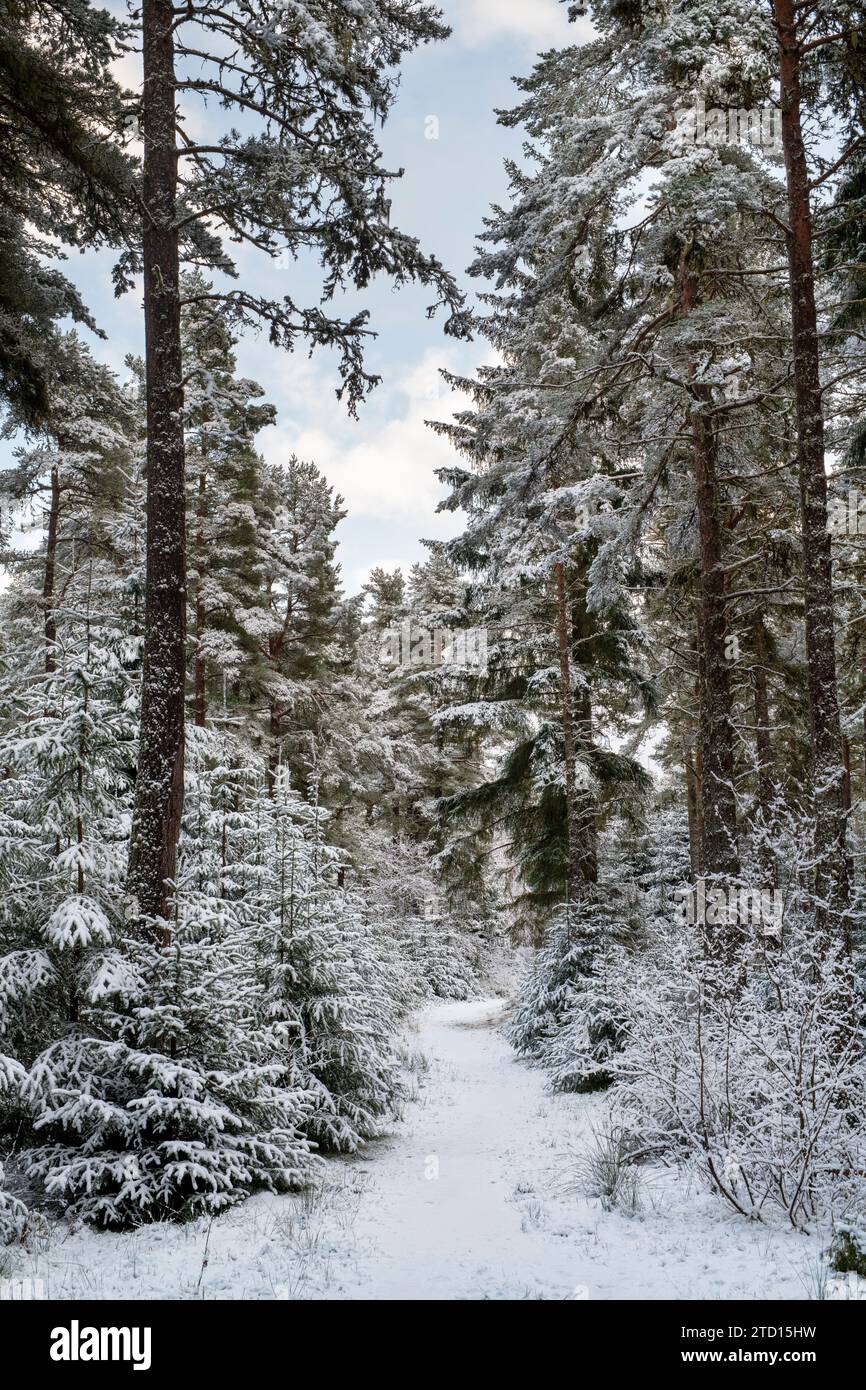Footpath through snow covered pine trees in a pine wood. Speyside, Highlands, Scotland Stock Photo