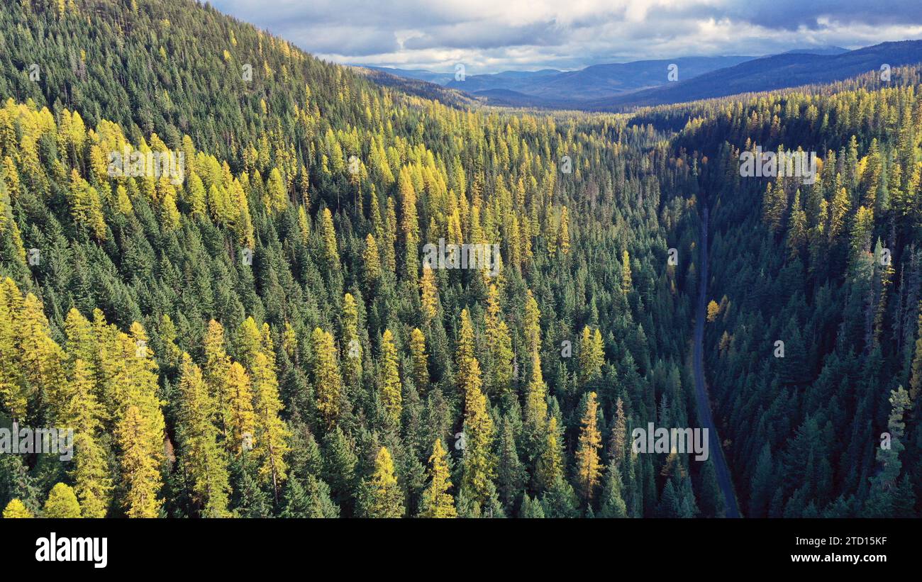Aerial view of old-growth forest with western larch and Pete Creek Road in fall. Kootenai National Forest, northwest Montana. (Photo by Randy Beacham) Stock Photo