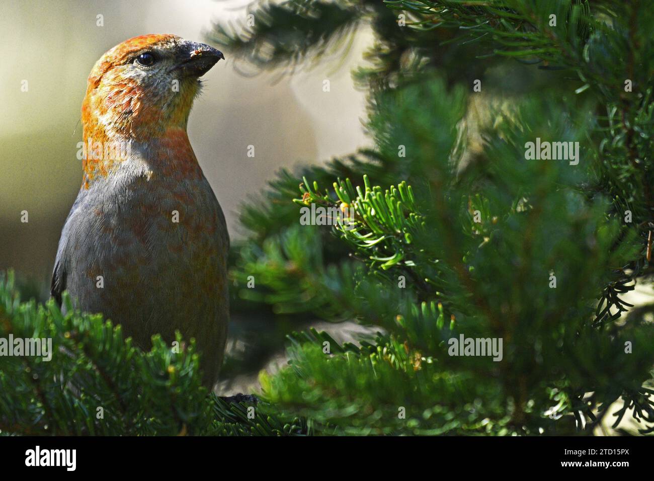 Pine Grosbeak (Pinicola enucleator) feeding on tree buds and needles in a spruce-fir forest in fall. Purcell Mountains, northwest Montana. Stock Photo