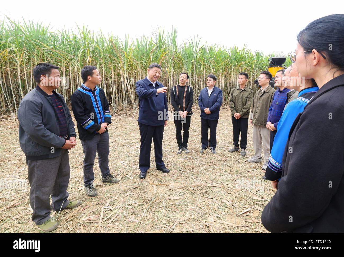(231215) -- NANNING, Dec. 15, 2023 (Xinhua) -- Chinese President Xi Jinping, also general secretary of the Communist Party of China Central Committee and chairman of the Central Military Commission, inspects a sugarcane base in Laibin, south China's Guangxi Zhuang Autonomous Region, Dec. 14, 2023. Xi made an inspection tour to Guangxi Zhuang Autonomous Region from Thursday to Friday. (Xinhua/Wang Ye) Stock Photo