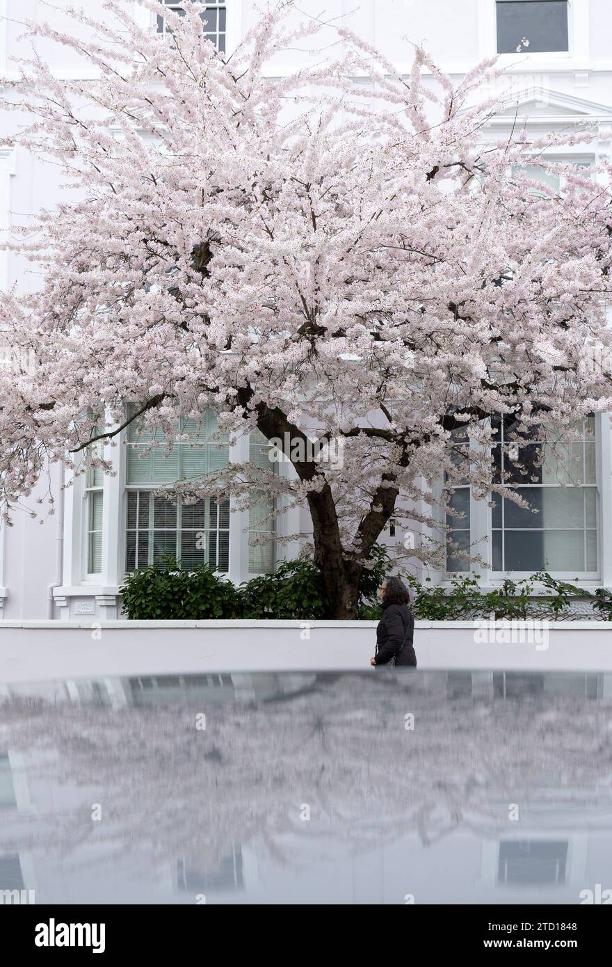 Blooming flowers are seen in London. Stock Photo